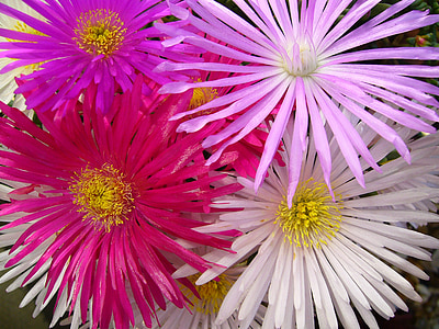 pink and white flowers thumbnail