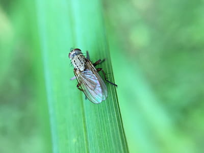 brown bee on leaf thumbnail