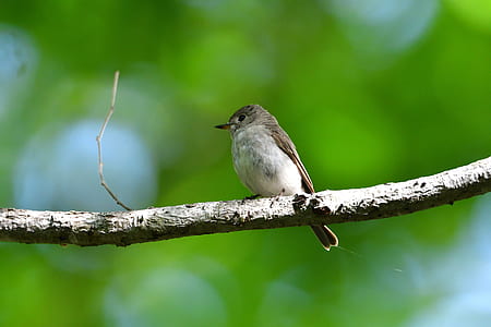 white and brown bird standing on branch of treee thumbnail