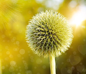 closeup photography of white globe thistle flower thumbnail