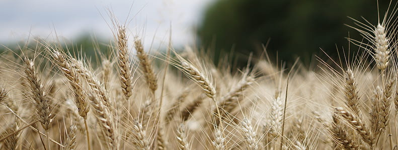 wheat grass in selective focus photography thumbnail