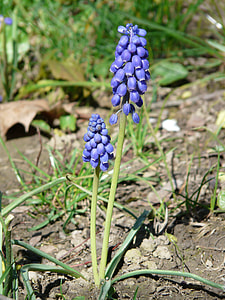 Armenian Traubenhyazinthe, Flower thumbnail
