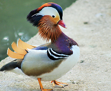 male Mandarin duck standing on concrete floor thumbnail