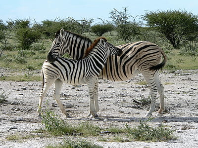 two zebras standing thumbnail