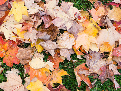 flat lay photography of withered maple leaves on ground thumbnail