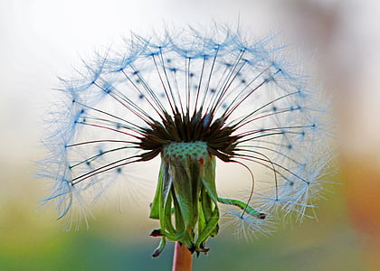 white dandelion flower macro photography thumbnail