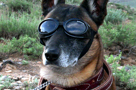 medium short-coated dog wearing goggles thumbnail