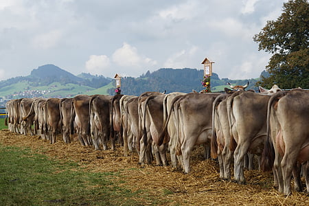 white and black cattles standing on brown hay under blue sky at daytime thumbnail