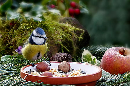 selective focus photography of Eurasian blue tit thumbnail