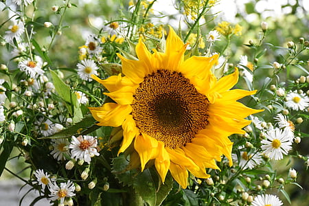 closeup photo of sunflower thumbnail
