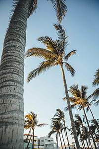 photo of coconut trees under blue sky at daytime thumbnail
