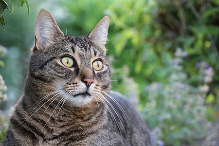 closeup photo of brown tabby cat thumbnail
