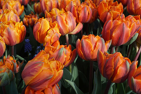 orange petaled flowers thumbnail