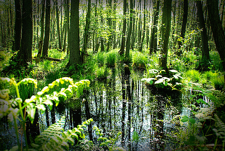green swamp forest during daytime thumbnail