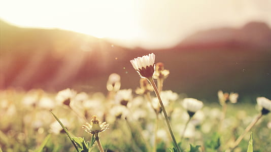 close up photography of white petaled flower field thumbnail