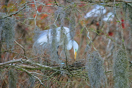 Focus Photo of White Bird on Nest thumbnail