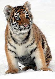 brown and white tiger thumbnail