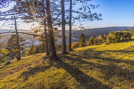 high-angle photography of brown and green trees at daytime thumbnail