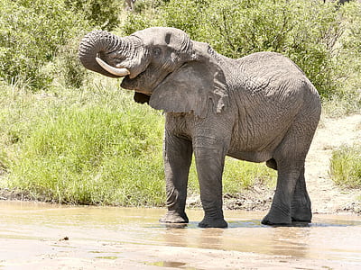 elephant beside green leafed plant thumbnail