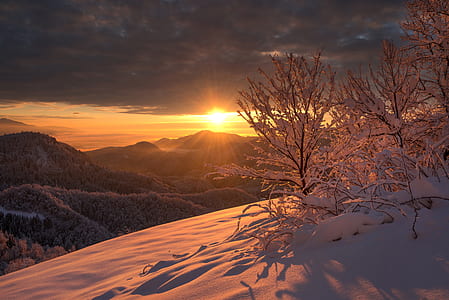 trees filled with snow during golden hour thumbnail