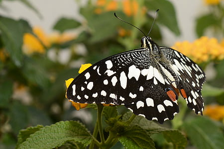 black and white spotted butterfly perching on yellow flower during daytime thumbnail
