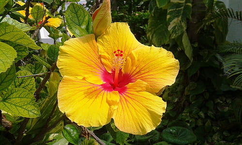 yellow hibiscus flower in close-up photography thumbnail