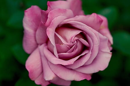 macro shot of pink rose flowers thumbnail