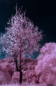 cherry blossom tree thumbnail