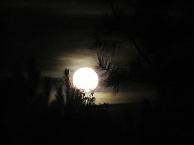 silhouette of tree at night thumbnail