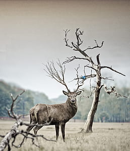 brown deer near bare tree thumbnail