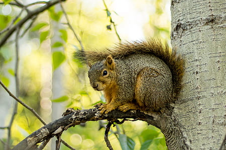squirrel on tree branch thumbnail