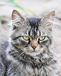 silver tabby cat on floor thumbnail