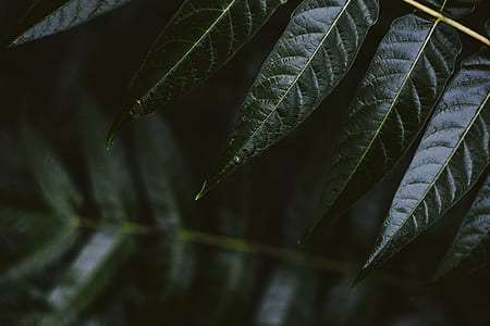 photo of green tree leaves thumbnail