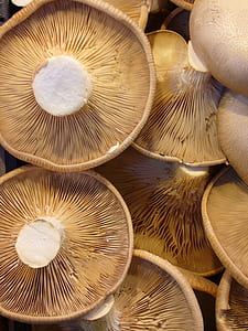 closeup photo of mushrooms thumbnail