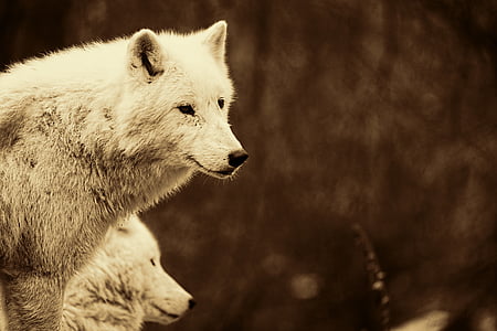 tilt shift lens photography of white wolf thumbnail