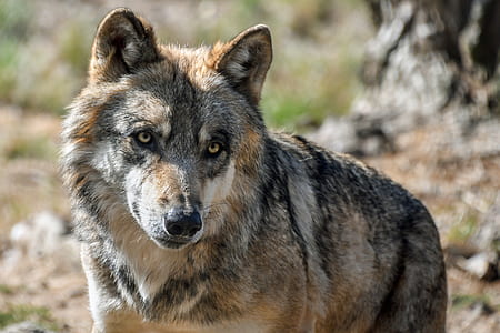 black and brown wolf thumbnail