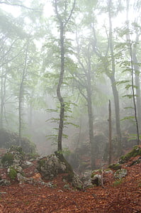 forest covered with fog nature photography thumbnail