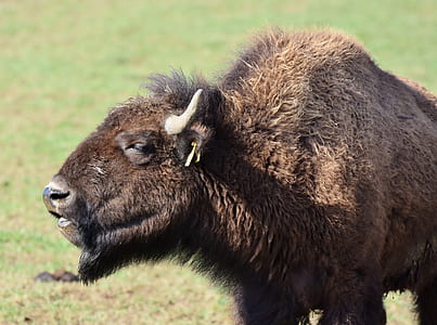 brown bison standing on green grass at daytime thumbnail