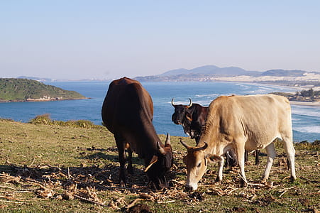 Cows Eating Grass thumbnail