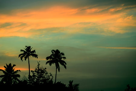 silhouette of trees thumbnail
