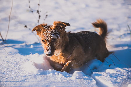 brown dog thumbnail