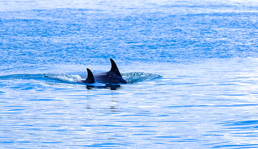 sea, water, ocean, waves thumbnail