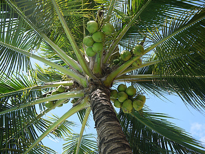 low-angle photography of coconut during daytime thumbnail