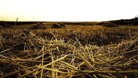green grass thumbnail