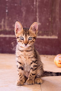 Closeup Up Photography of Dragon Li Kitten thumbnail