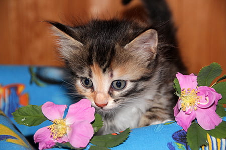 calico kitten sniffing pink rose flower thumbnail