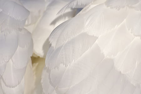 white feather thumbnail