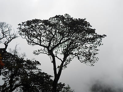 silhouette of tree during daytime thumbnail