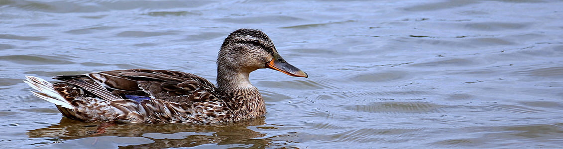 female mallard duck on body of water thumbnail