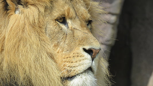 male lion thumbnail
